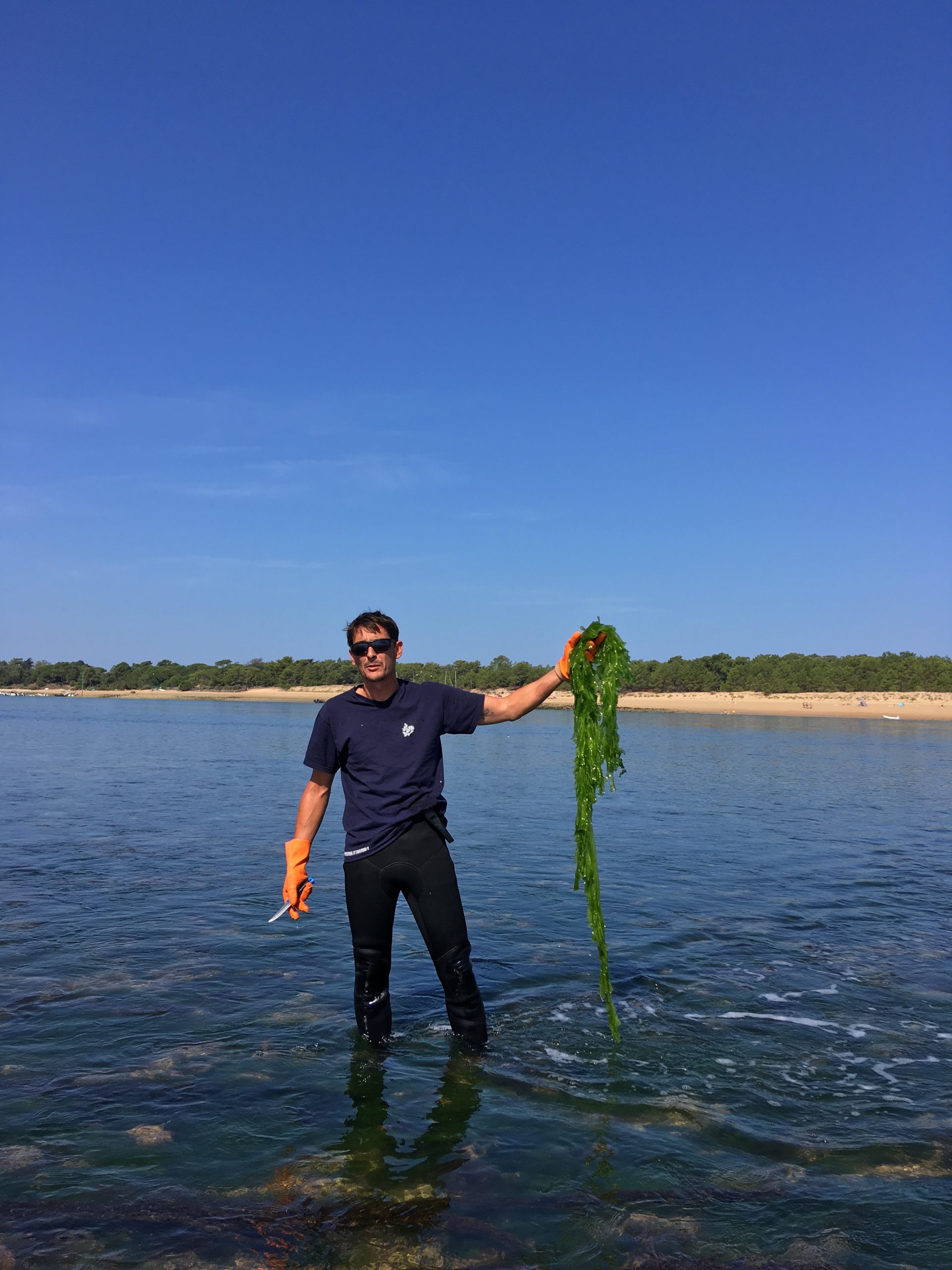 récolte des algues de l'île de ré